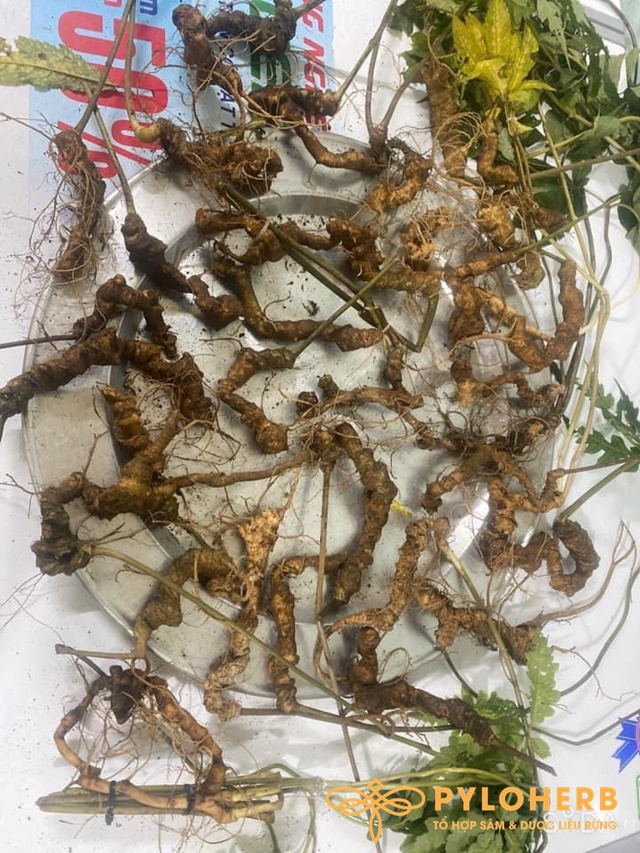 Tam Thất Rừng - Ảnh 3