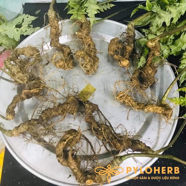Tam Thất Rừng - Ảnh 4