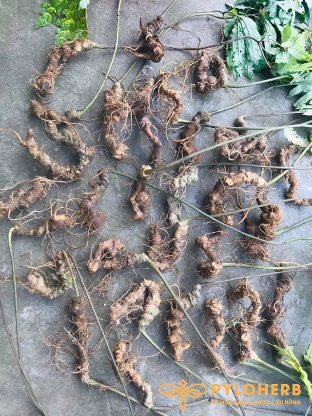 Tam Thất Rừng - Ảnh 5