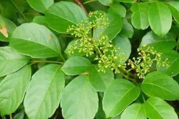 Chè dây có tên khoa học là Ampelopsis cantoniensis