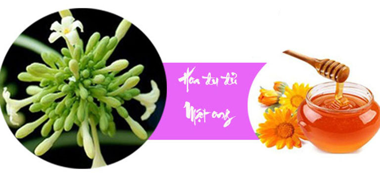 Tác dụng tuyệt vời của hoa đu đủ đực ngâm mật ong