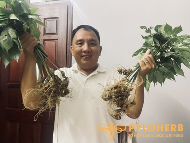 Sâm Ngọc Linh được PyLoHerb trồng từ giống sâm rừng thuần chủng
