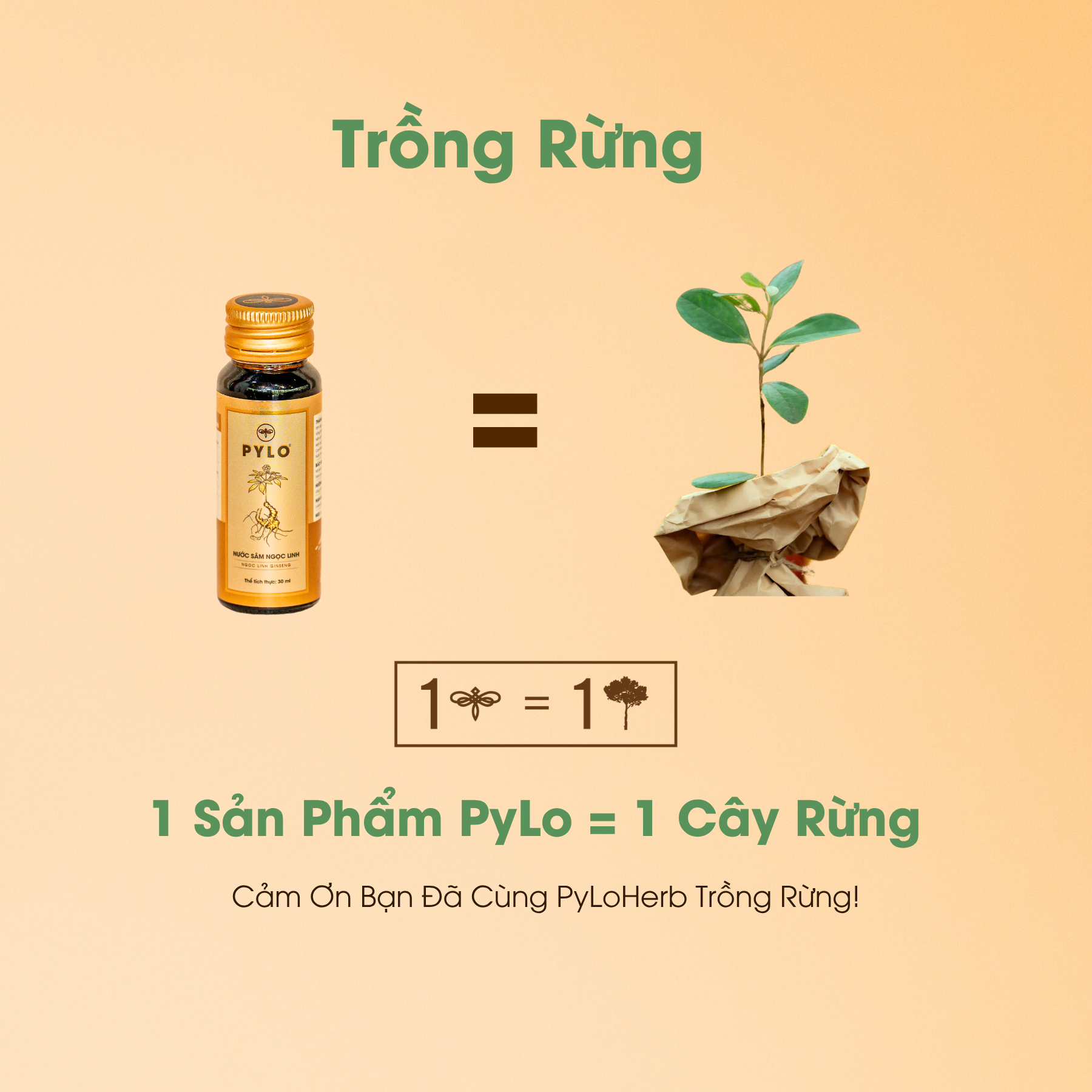 Nước Sâm Ngọc Linh PyLo - Ảnh 6
