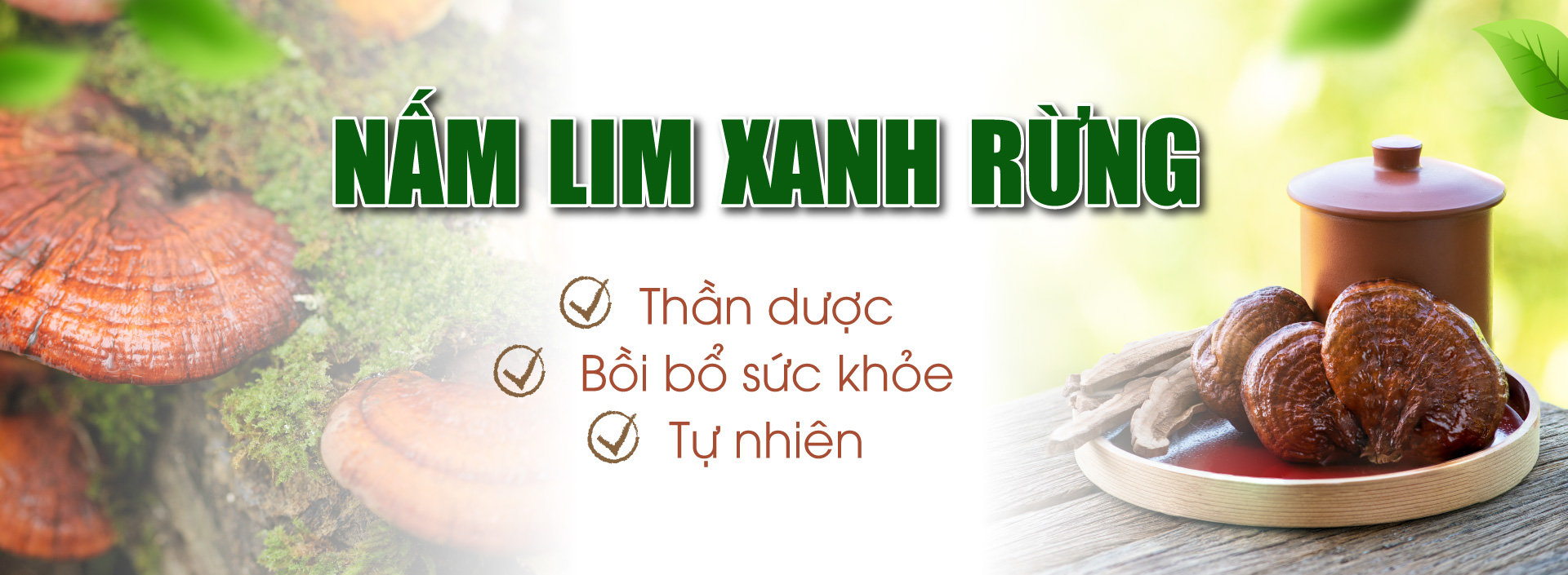 Banner nấm lim xanh rừng