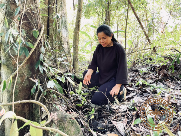 Thu hoạch sâm ngọc linh