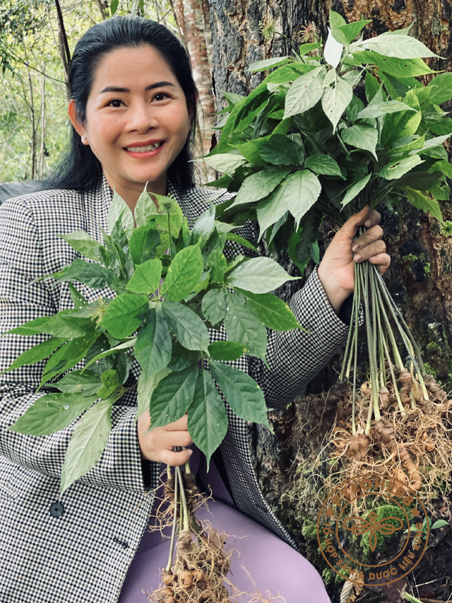 Thu hoạch sâm ngọc linh