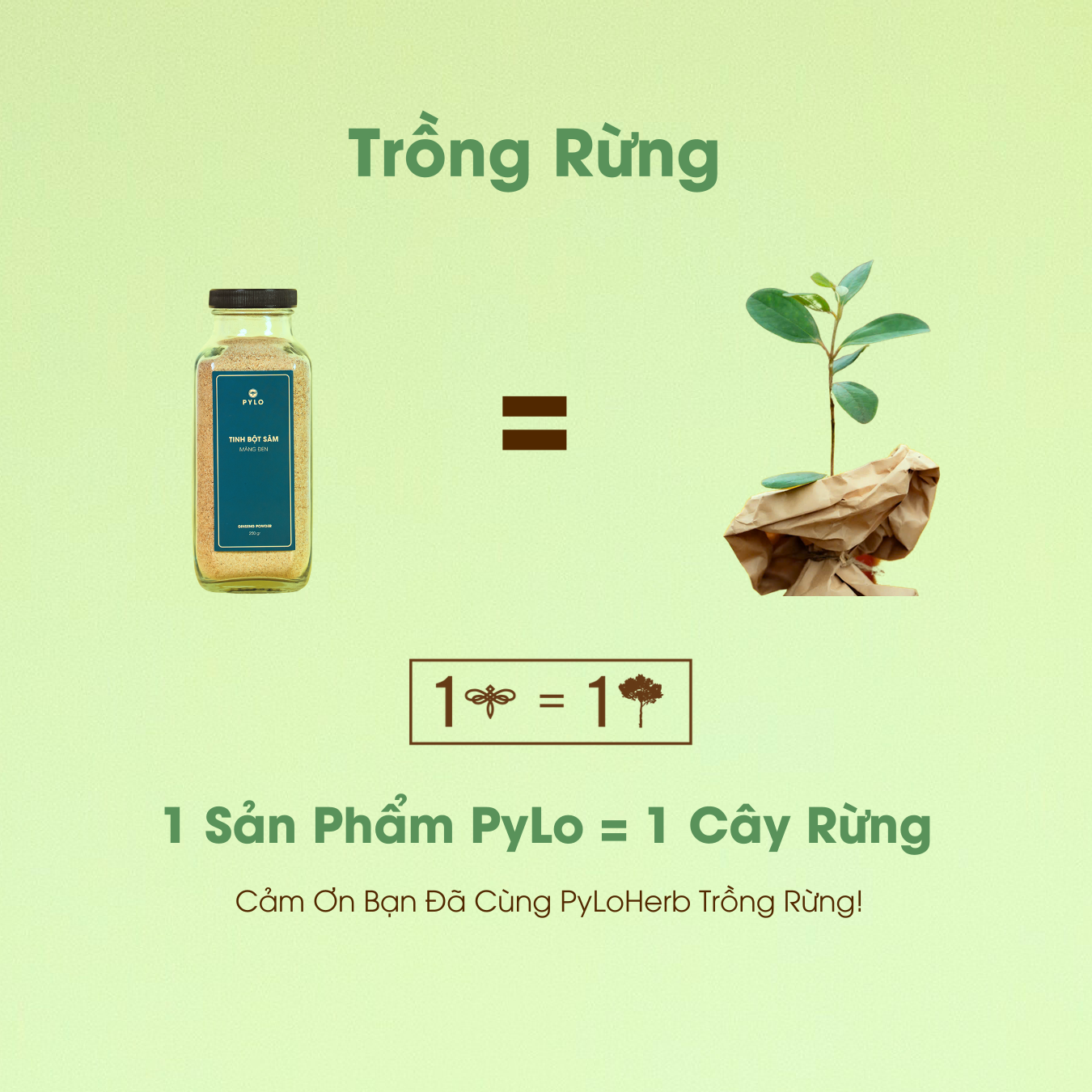 Tinh Bột Sâm PyLo - Ảnh 4