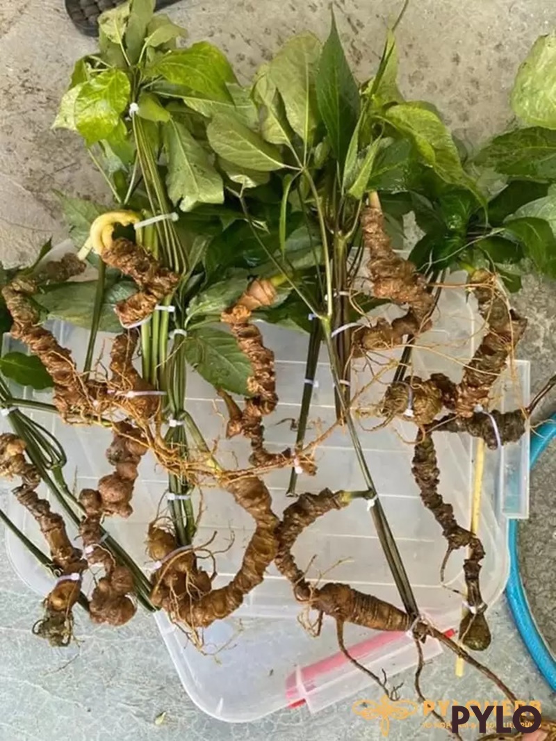 Sản phẩm Sâm Ngọc Linh Rừng của PyLoHerb