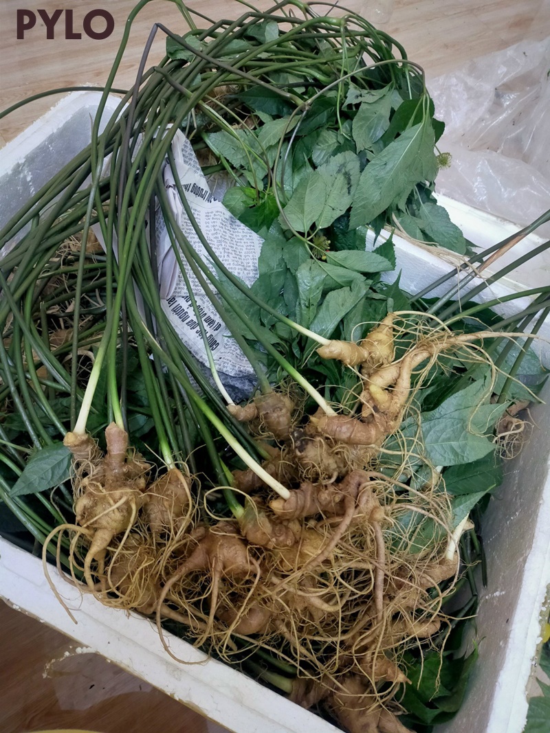Củ sâm có nhiều mắt mọc so le với nhau