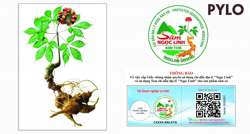 Chỉ dẫn địa lý cho sản phẩm sâm Ngọc Linh