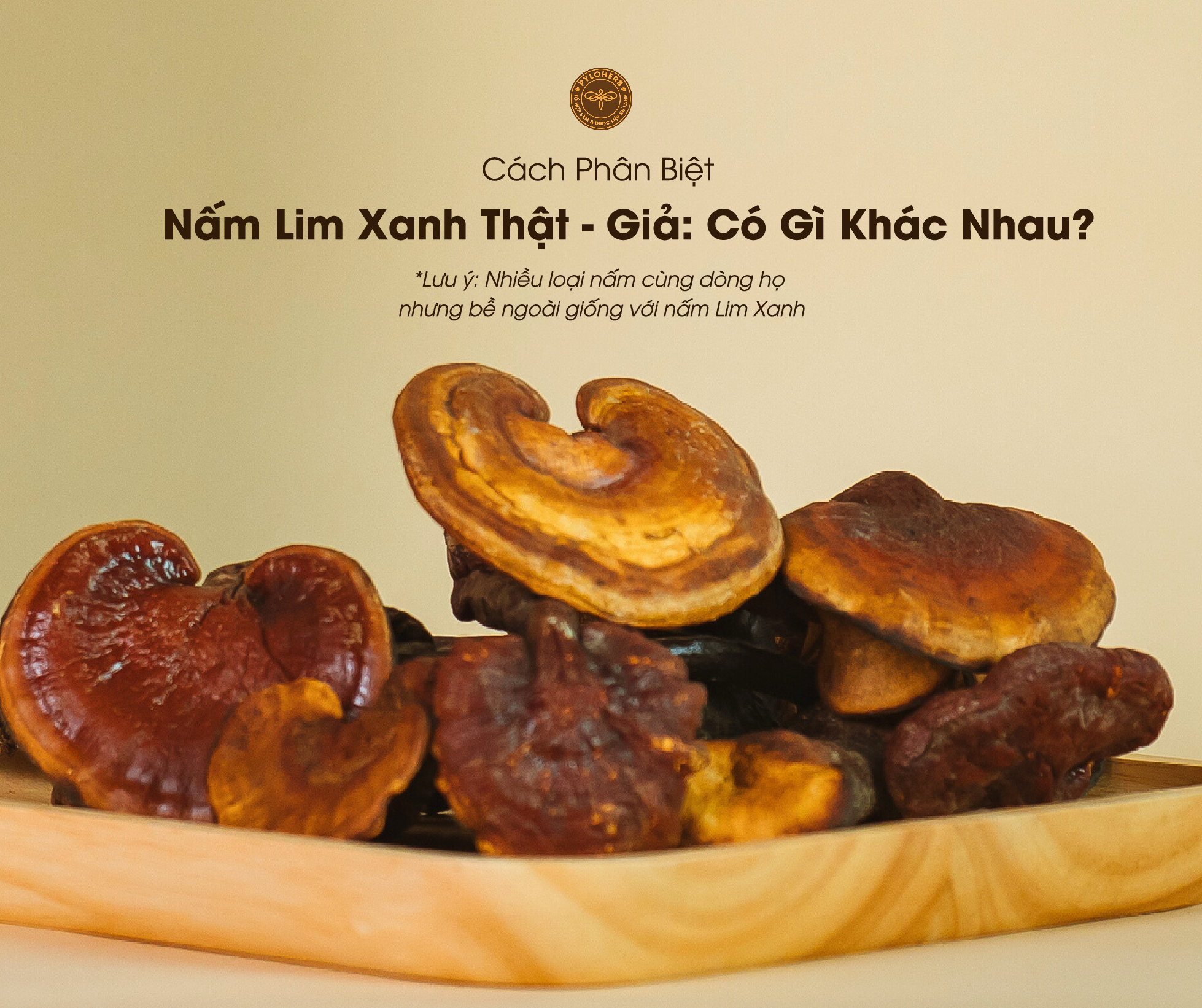 Nấm lim xanh đang ngày càng được ưa chuộng nhờ các công dụng tốt cho sức khỏe