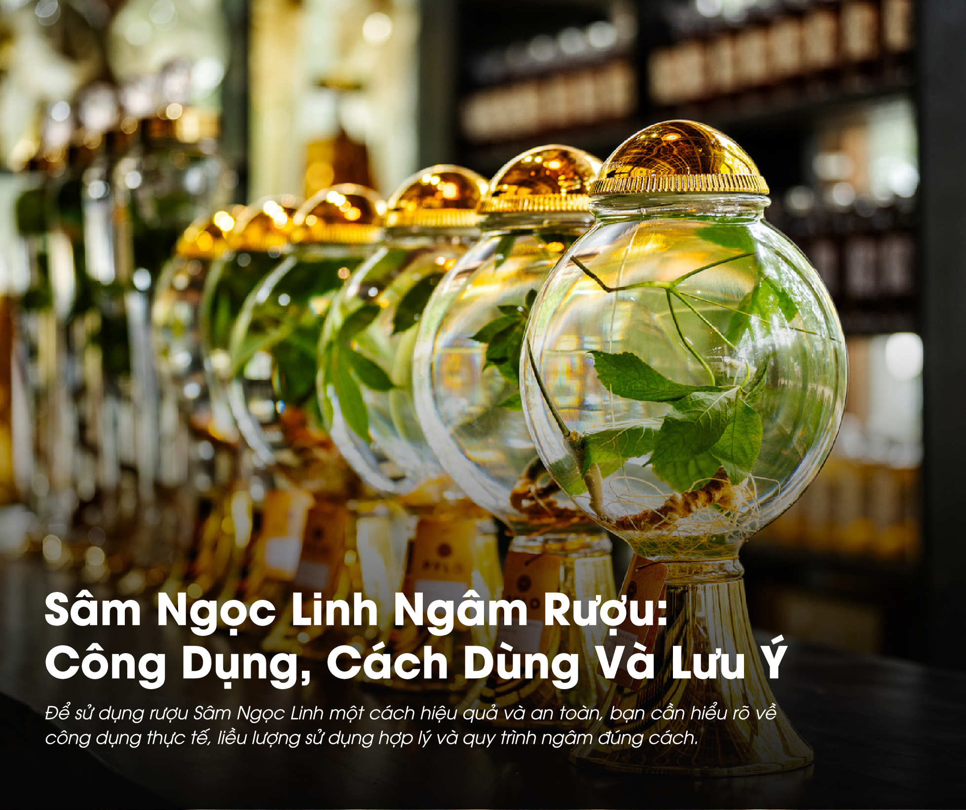 Sâm Ngọc Linh ngâm rượu là thức uống tốt cho sức khỏe