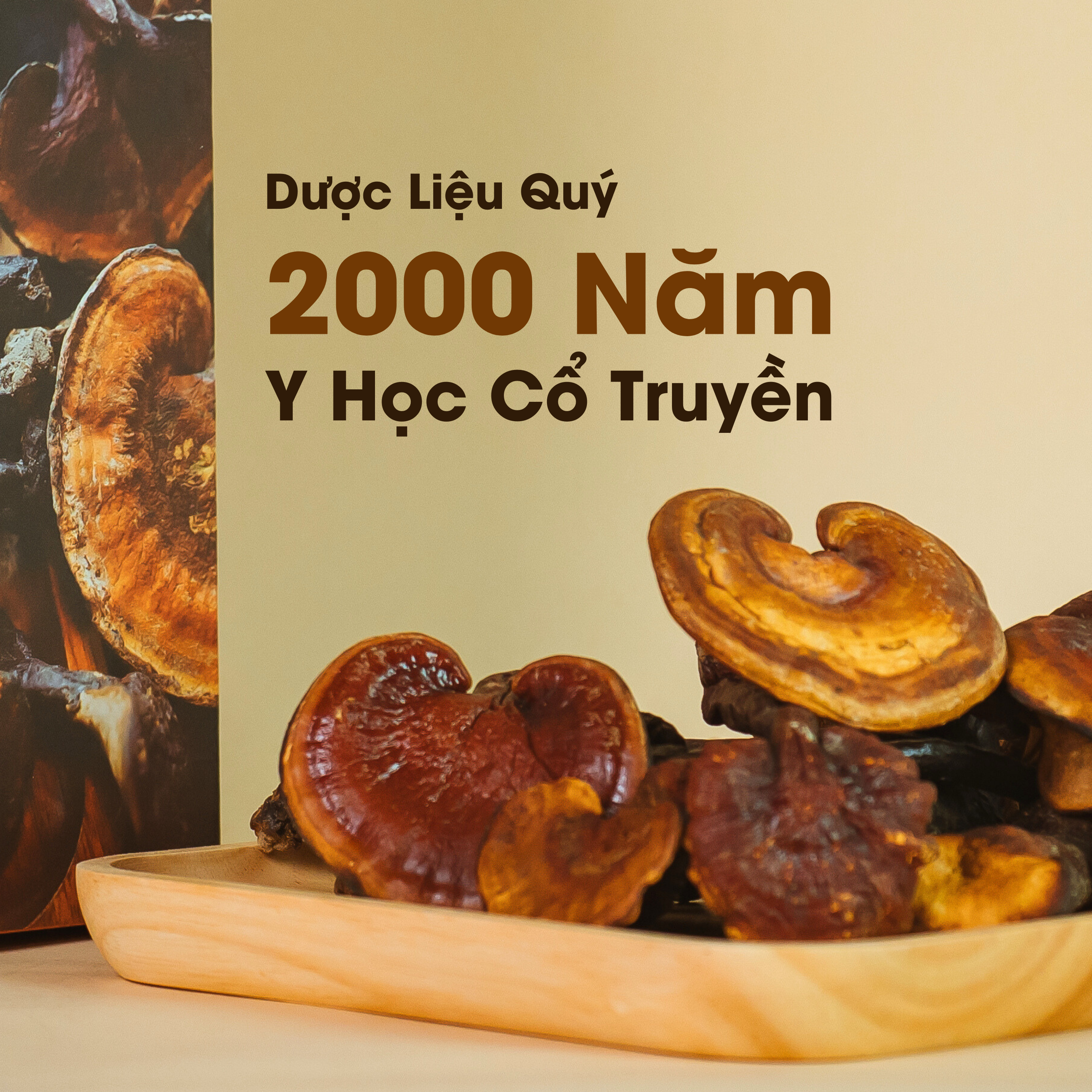 Nấm Lim Xanh Tự Nhiên PyLo - Ảnh 2