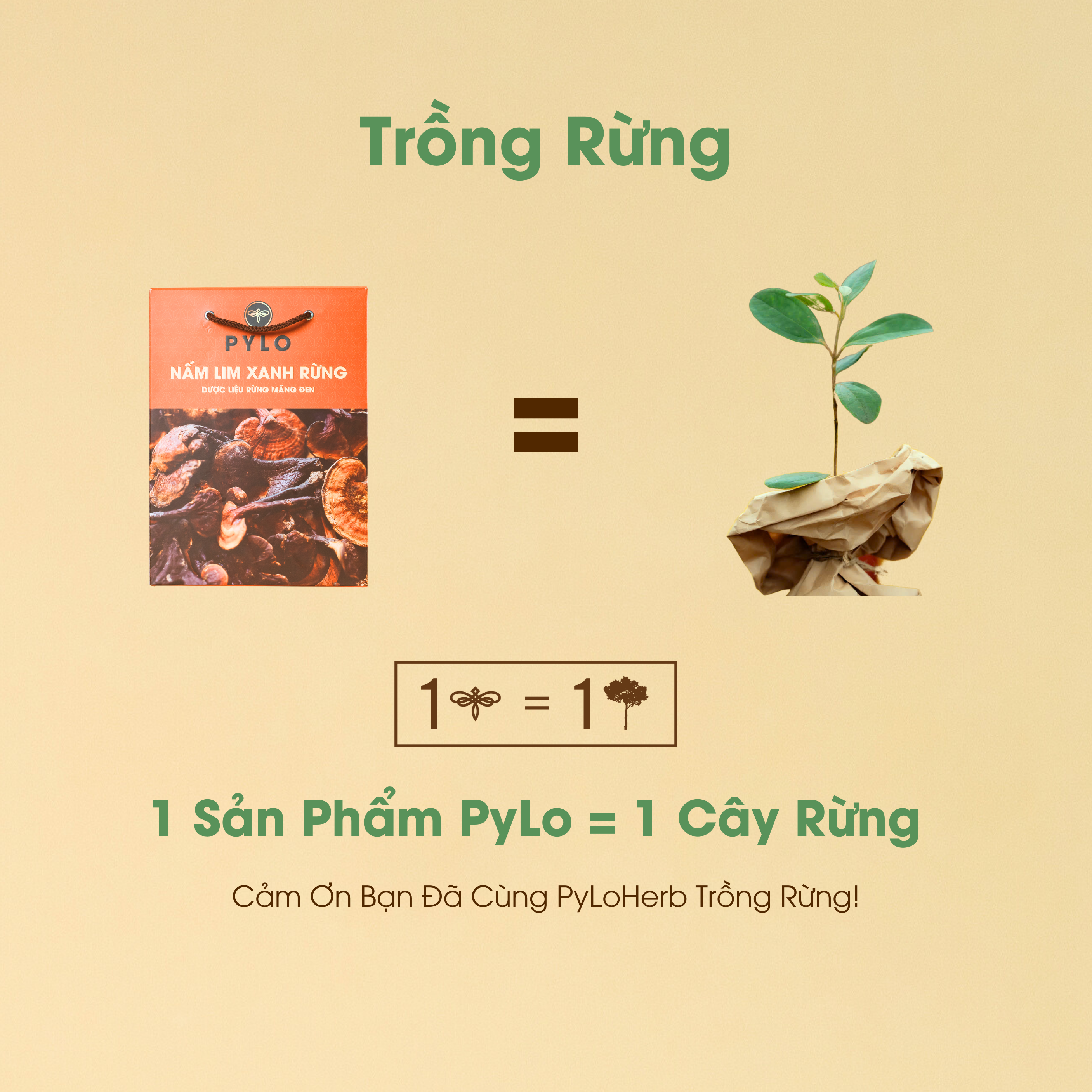 Nấm Lim Xanh Tự Nhiên PyLo - Ảnh 6